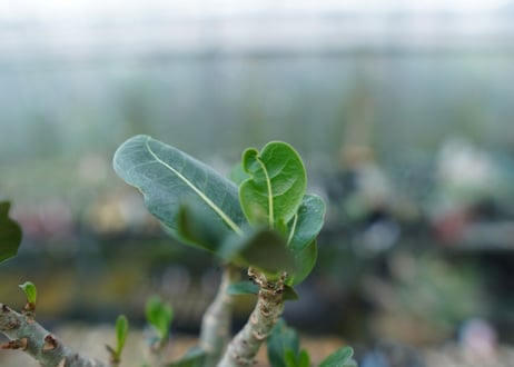 アデニウム　Adenium　No.1