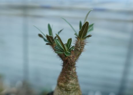 パキポディウム　グラキリス　 Pachypodium Gracilius