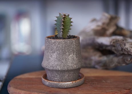 Euphorbia Canariensis