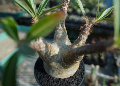 パキポディウム　グラキリス　 Pachypodium Gracilius  No.8