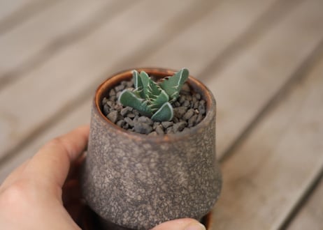 荒波　Faucaria Tuberculosa "ARANAMI"
