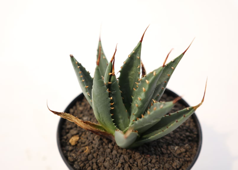 アガベ ユタエンシス ネバデンシス no.3 | mana's farm:塊根植物