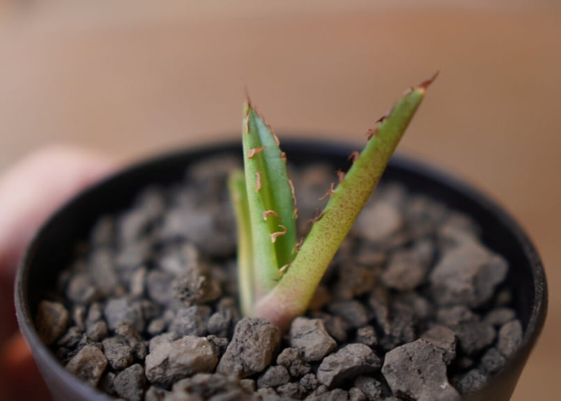 Agave titanota dwarf 姫厳龍 子株 | mana's green:塊根植物 Agave titanota dwarf 姫厳龍 子株 | mana's green:塊根植物