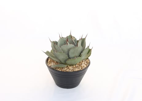 Agave parryi var truncata Huntington