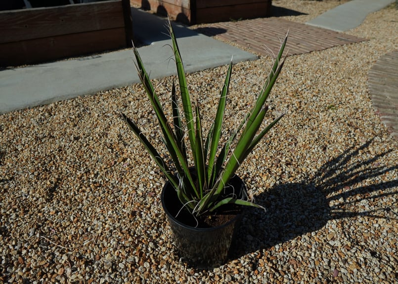 ユッカ カルネロサーナ Yucca carnerosana No.2 | mana's fa