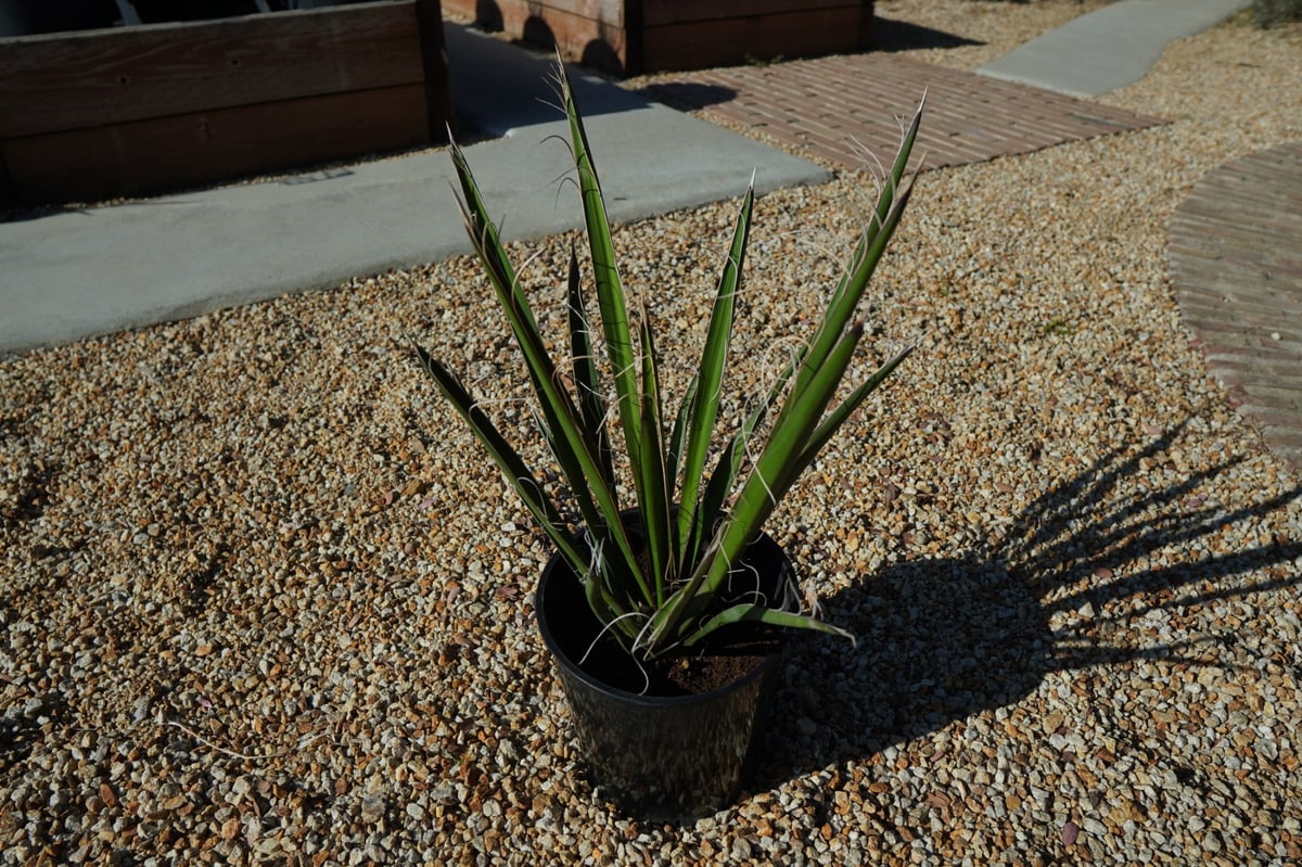 希少ユッカ・カルネロサーナ　子株 希少ユッカ・カルネロサーナ 子株 希少ユッカ・カルネロサーナ 子株