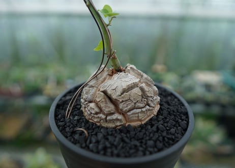 亀甲竜　Dioscorea elephantipes　No.2