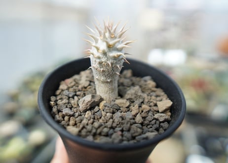 パキポディウム　デンシフローラム Pachypodium densiflorum