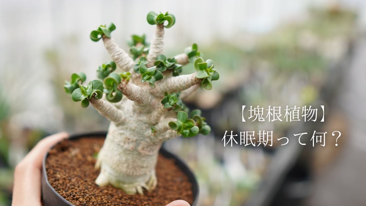 塊根植物の休眠って何？ | mana