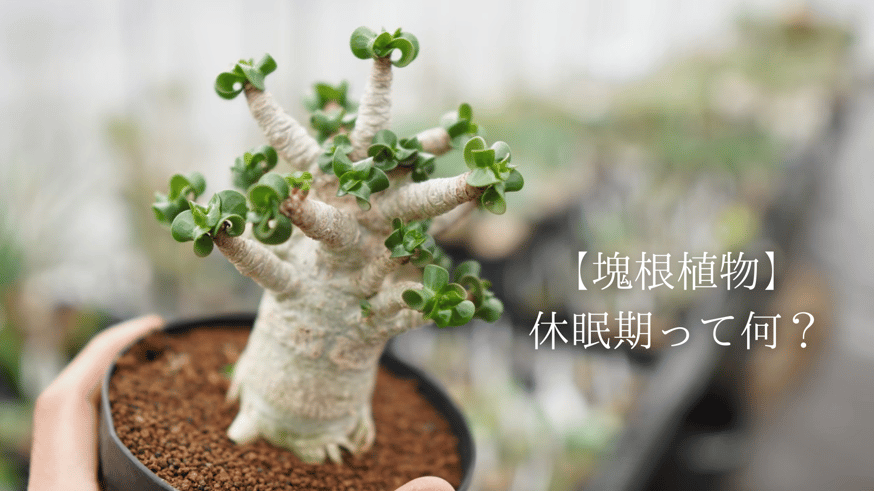 塊根植物の休眠って何? | mana's farm:塊根植物・アガベ 塊根植物の休眠って何? | mana's farm:塊根植物・アガベ