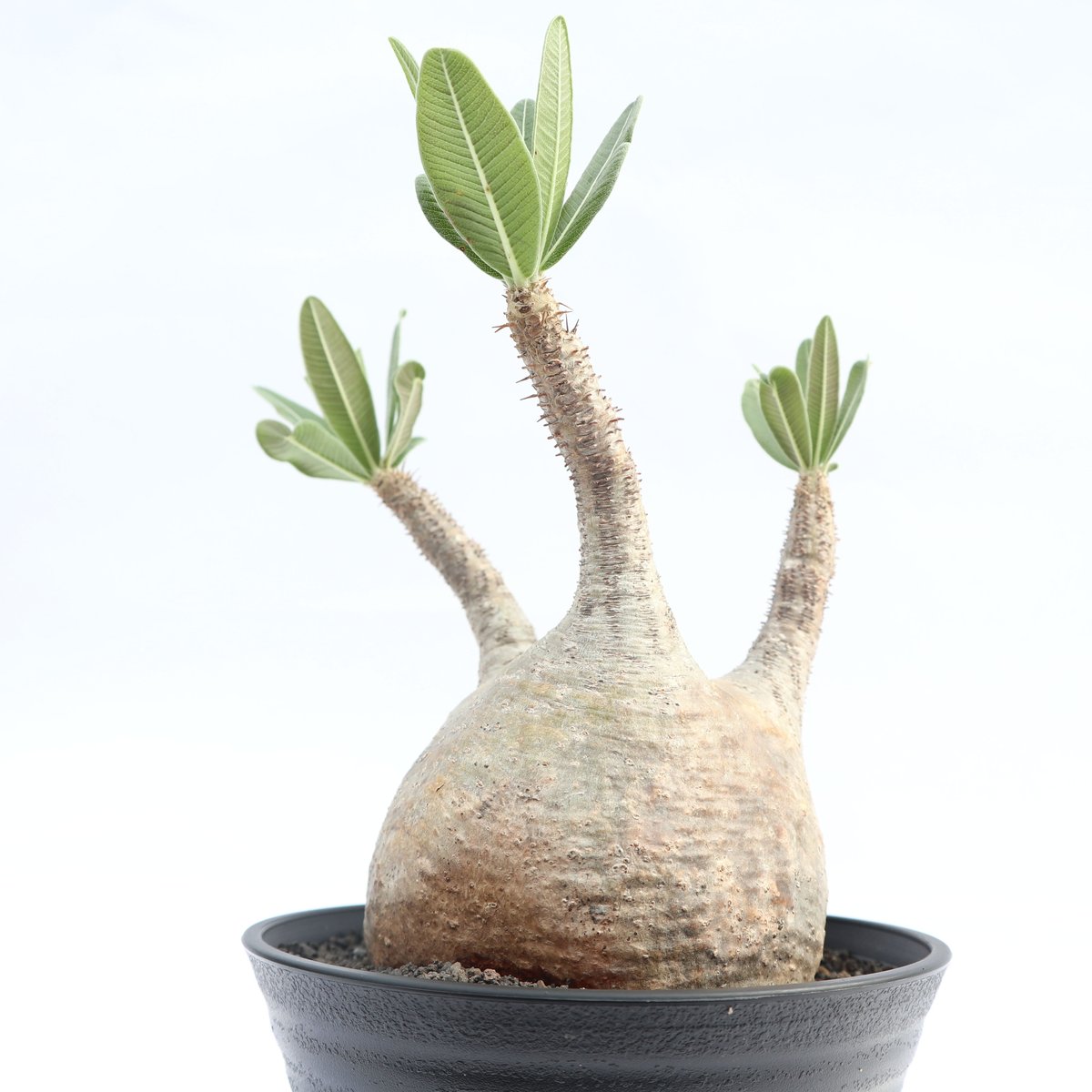 パキポディウム エニグマティクム (エニグマチカム) スポーツストア