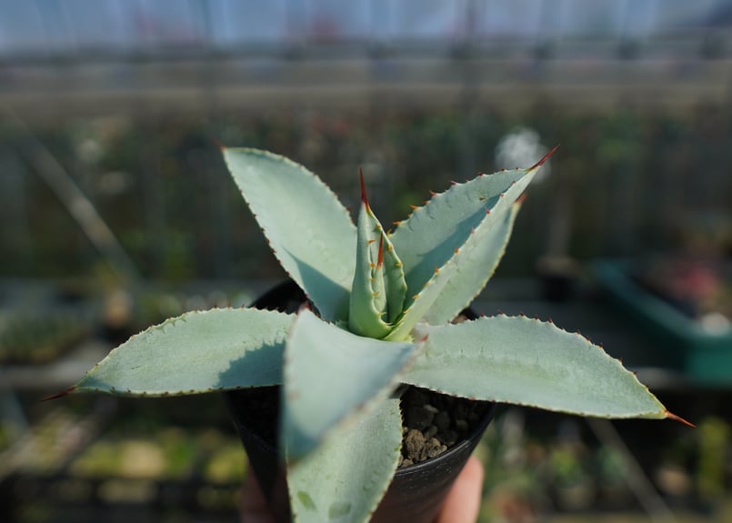 アガベ ドラゴントゥース Agave Dagontoes No.2 | mana's farm