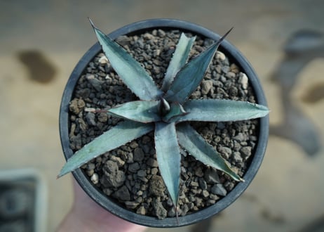 アガベ　リトルシャーク　Agave Little Shark