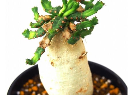 ユーフォルビア ステラータ 飛竜  Euphorbia stellata　№8