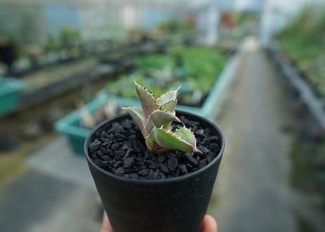 アガベ　チタノタ　FO-76　Agave titanota  FO-76　No.5