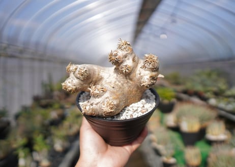 パキポディウム　エブレネウム　Pachypodium eburneum　No.2