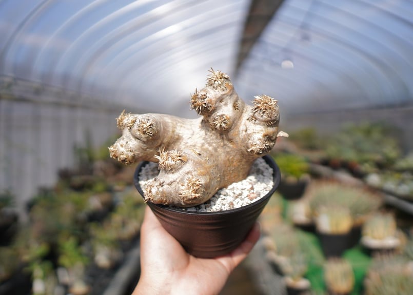 パキポディウム エブレネウム Pachypodium eburneum ② Pachypodium eburneum パキポディウム エブレネウム no.2 | man