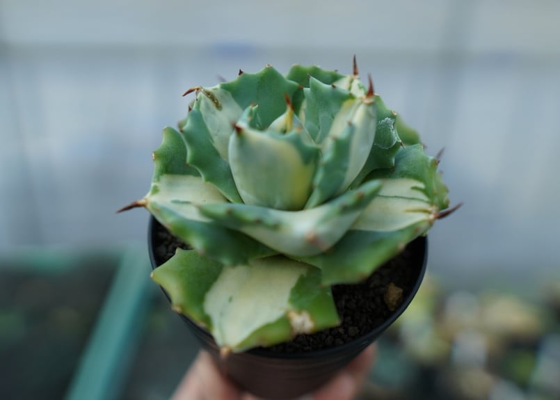アガベ 王妃雷神錦 白中斑 Agave “Ohi Raijin Nishiki Shirona