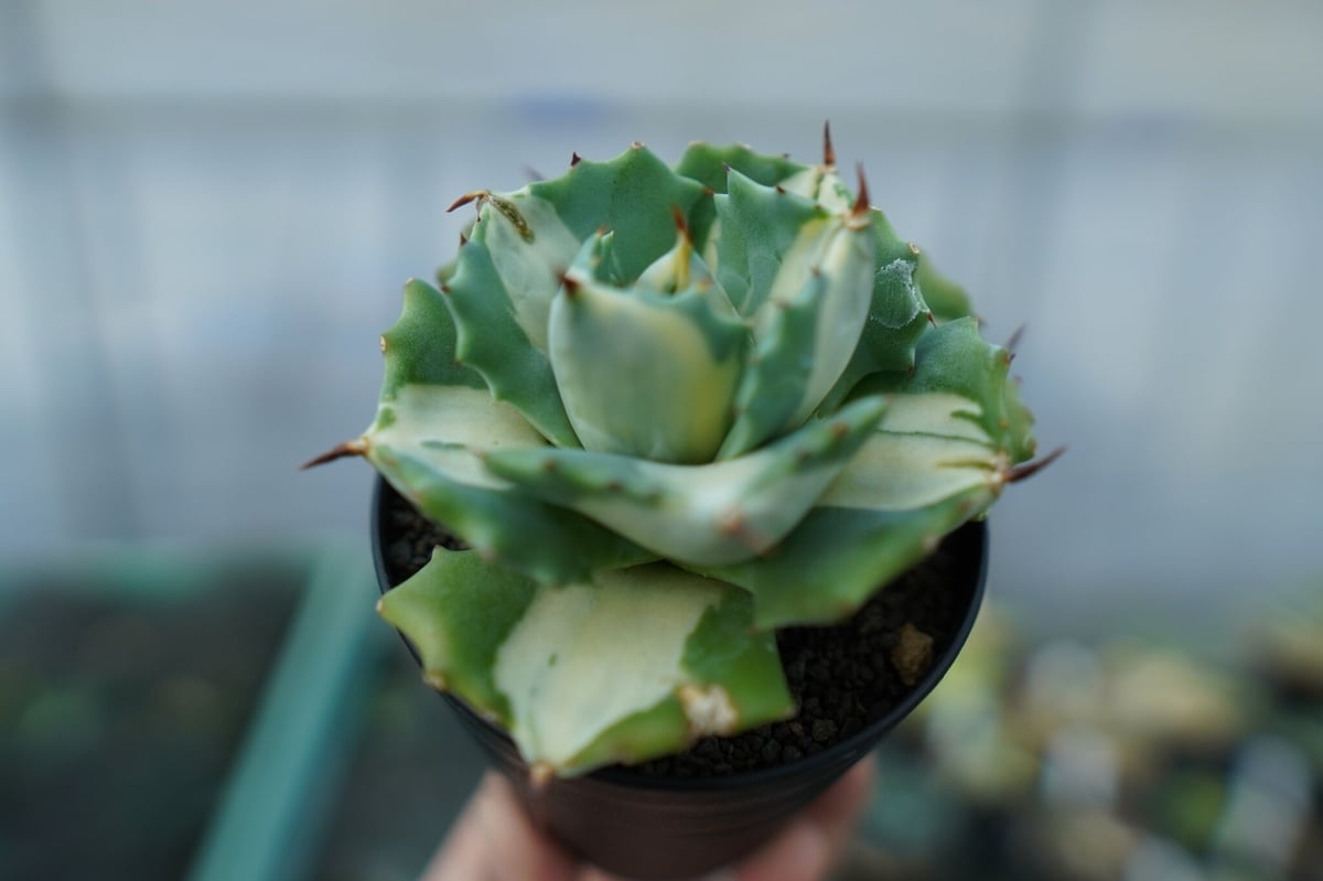 アガベ 王妃雷神錦 白中斑 Agave “Ohi Raijin Nishiki Shirona