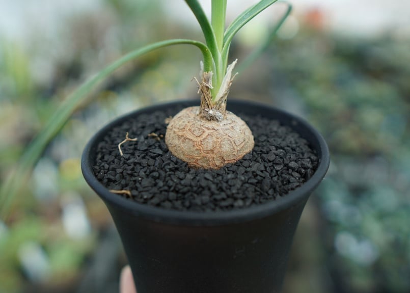 ボーカルネア グラキリス Beaucarnea gracilis No. 1 | mana's