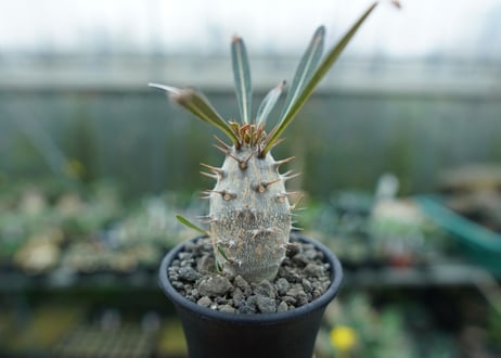 パキポディウム　カクチぺス　Pachypodium cactipes