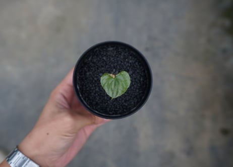 亀甲竜　Dioscorea elephantipes No.2