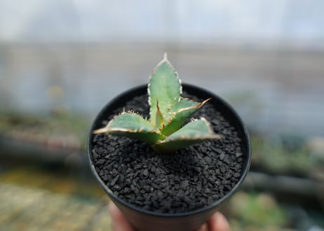 アガベ　チタノタ　FO-76　agave titanota  FO-76　No.6