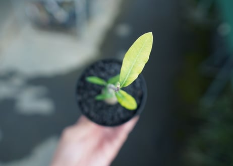 フォッケア　エデュリス　Fockea edulis