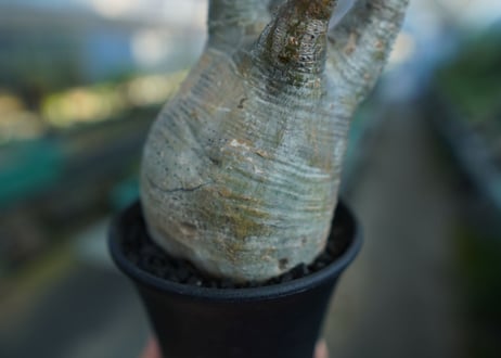 パキポディウム　グラキリス　 Pachypodium Gracilius  No.5