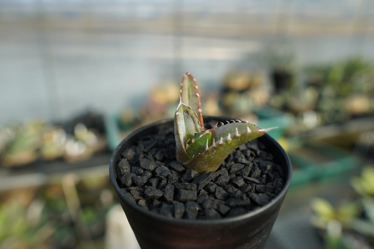 アガベ チタノタ 台湾seeding Agave titanota Taiwan seed