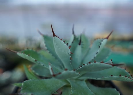 アガベ　吉祥冠　Agave potatorum No.1