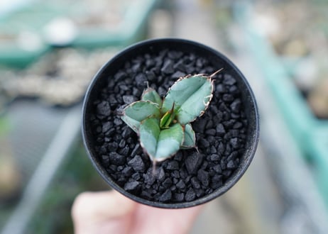 アガベ　チタノタ　 ブラックアンドブルー 　Agave titanota black and blue　No.8