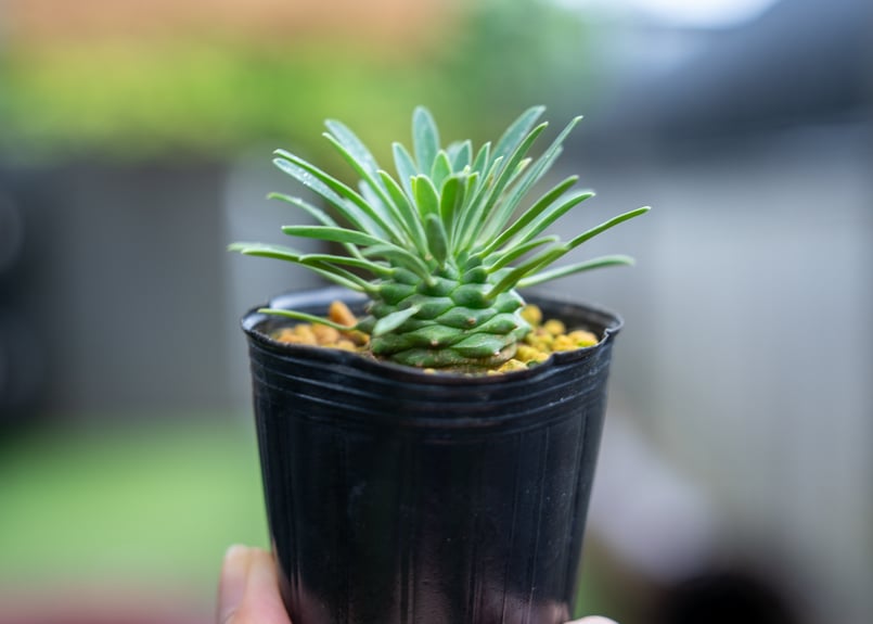 オベサ鉄甲 | mana's green:塊根植物販売|マナズグリーン オベサ鉄甲 | mana's green:塊根植物販売|マナズグリーン