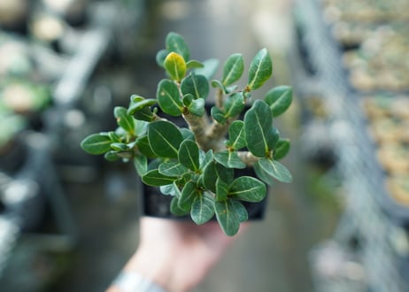 アデニウム　Adenium　No.1