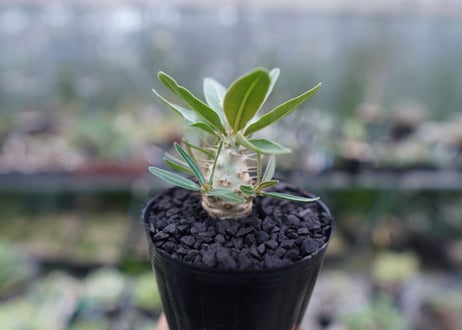 パキポディウム　カクチぺス　Pachypodium cactipes  No.2