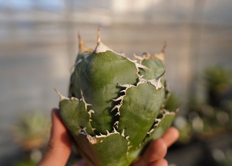 agave titanota 白鯨　 NO.1