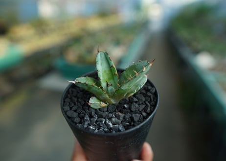 アガベ　チタノタ　 ブラックアンドブルー 　Agave titanota black and blue　No.3