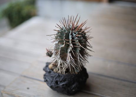 ユーフォルビア　強棘ホリダ 　Euphorbia horrida