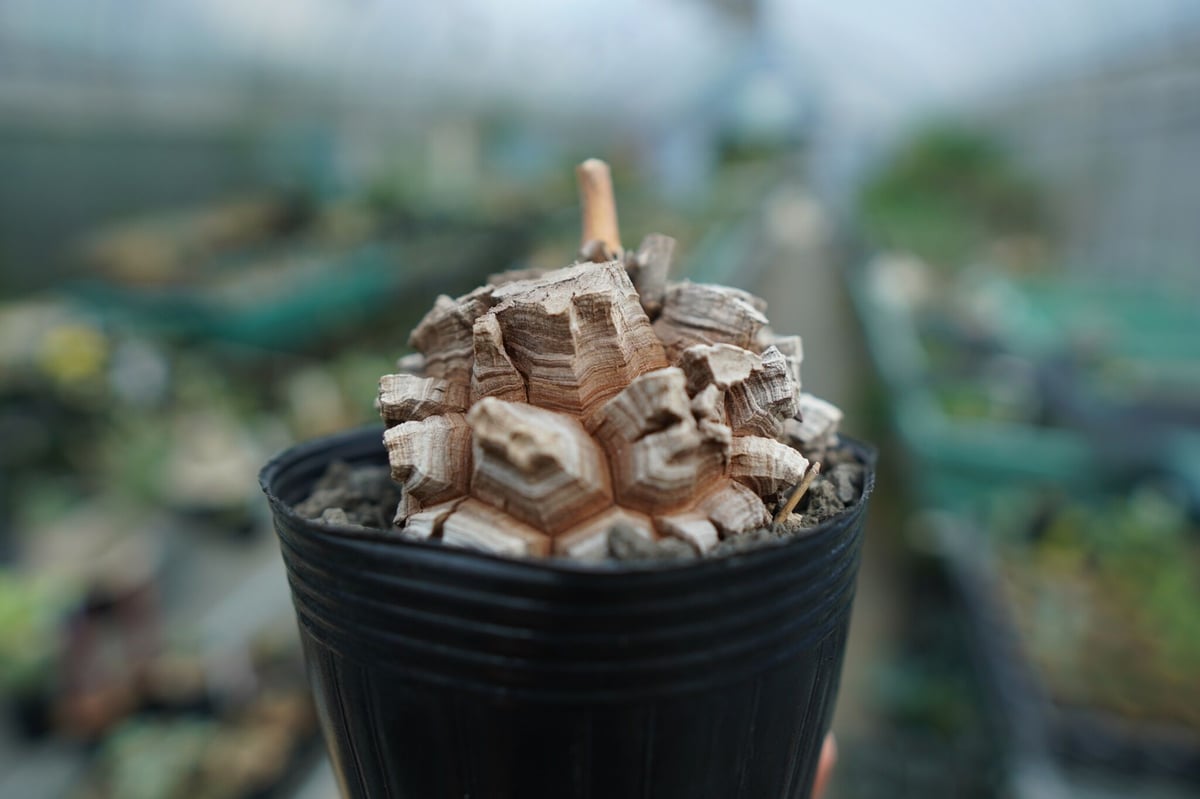 長谷川園芸産】亀甲竜 Dioscorea elephantipes No.7 | mana'