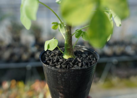 アデニア　グラウカ　Adenia glauca  No.2