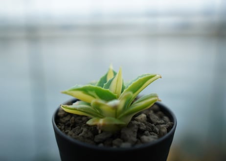 アガベ　王妃雷神錦　黄中斑　Agave　“Ohi Raijin Nishiki Kinakahu”