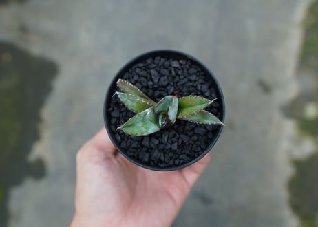 アガベ　チタノタ　 ブラックアンドブルー 　Agave titanota black and blue　No.1