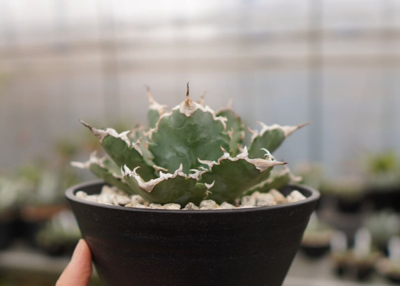 アガベ チタノタ 白鯨嚴龍 | mana's farm:塊根植物・アガベ・ドライ