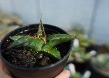 アガベ　オテロイ　agave oteroi　No.3