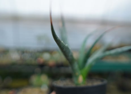 アガベ　ユタエンシス　Agave uthaensis