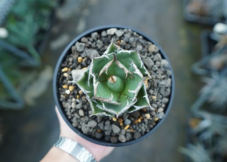 アガベ　チタノタ　FO-76　agave titanota  FO-76　No.15