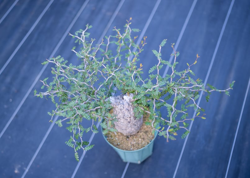 オペルクリカリア パキプス 沖縄管理株 | mana's farm:塊根植物