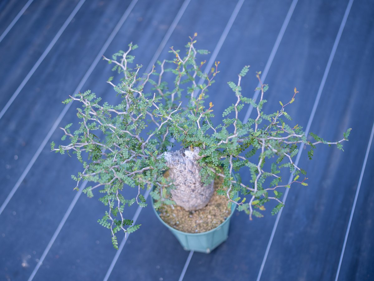 オペルクリカリア パキプス 沖縄管理株 | mana's farm:塊根植物