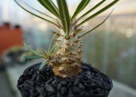 パキポディウム　カクチぺス　Pachypodium cactipes  No.2
