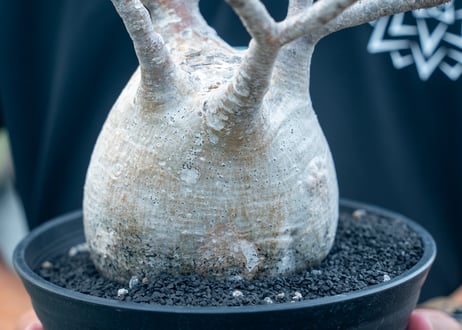 パキポディウム　グラキリス　 Pachypodium Gracilius  No.6